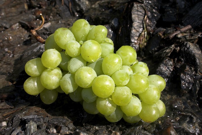 A bunch of green grapes with water droplets