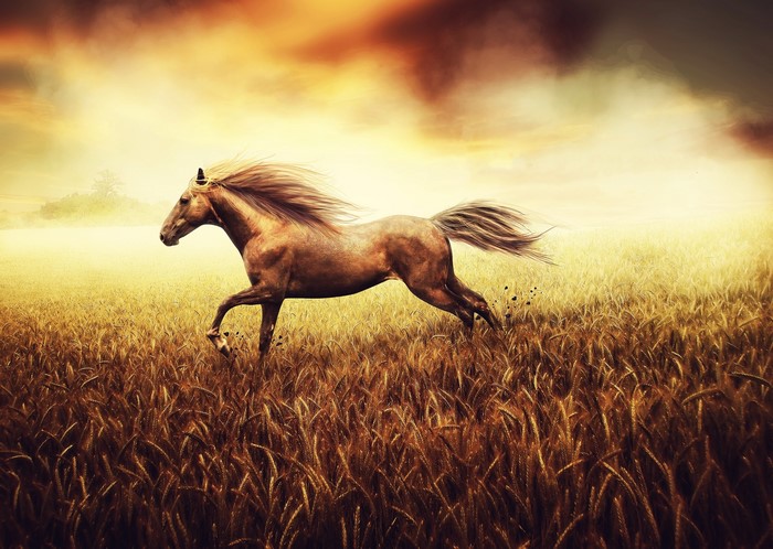 A horse running through a field of wheat