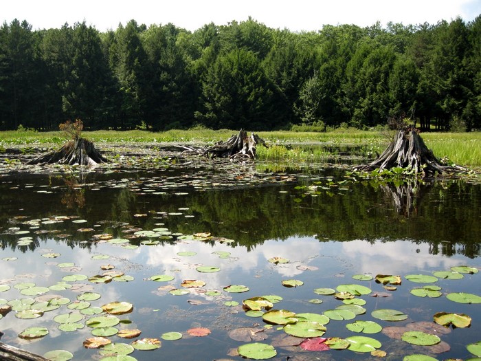 Stumps in a pond with lily pads and forest background