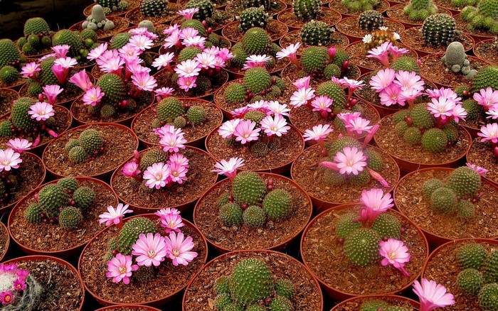 Many potted cacti with pink flowers