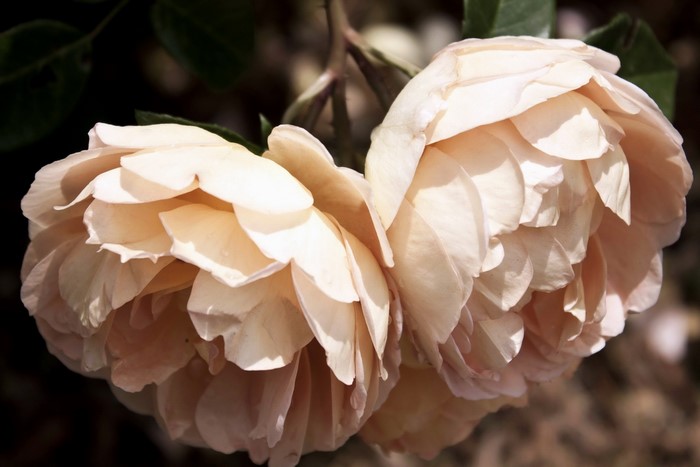 Two light pink roses in bloom
