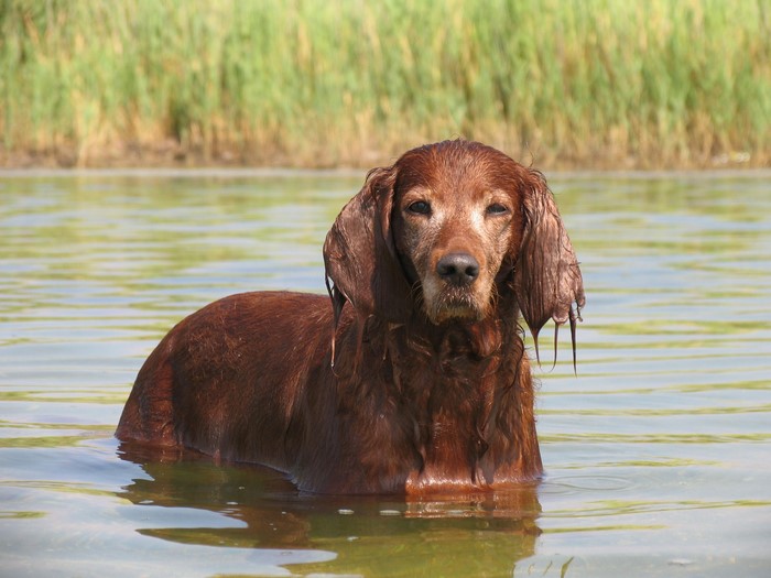 Brown dog standing in water