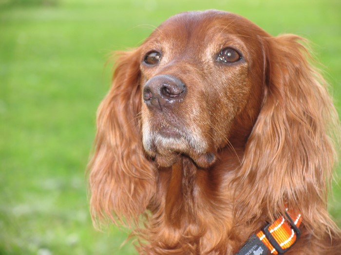 Irish Setter dog with orange collar