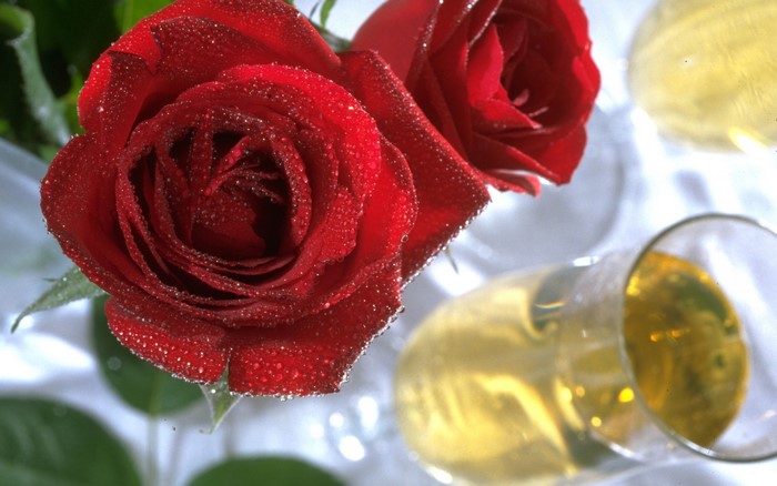 Red roses with water droplets and champagne glasses