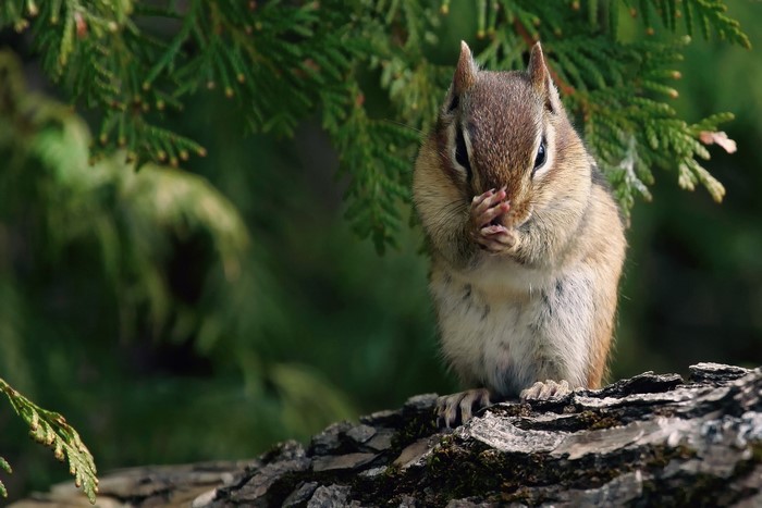 Chipmunk sitting on a log with paws over its face