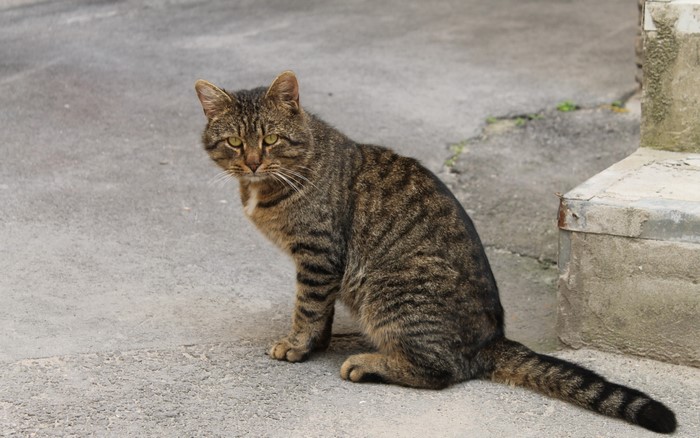 A tabby cat sits on a concrete surface.