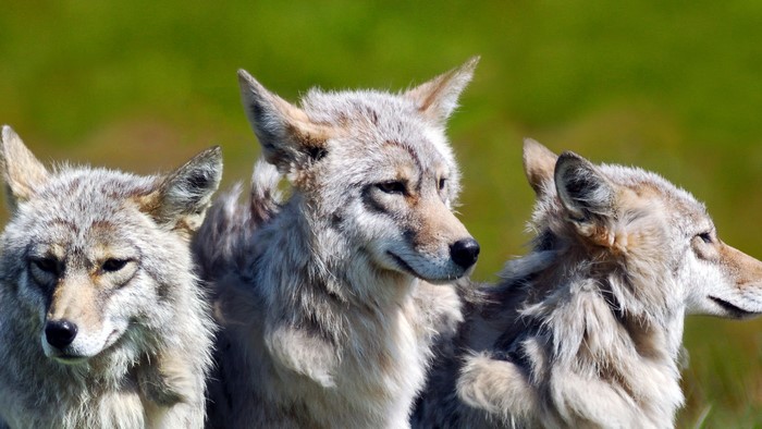 Three coyotes in a field