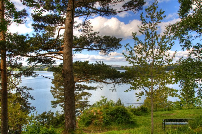 Trees by a lake with clouds