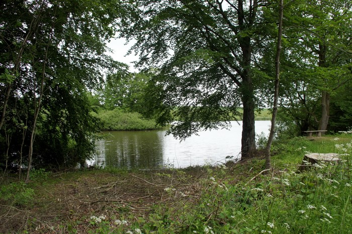 Lake surrounded by trees with a bench