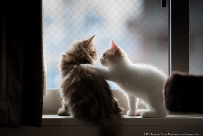 Two kittens on a windowsill