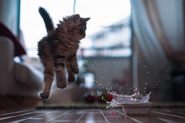 Kitten jumping over water splash