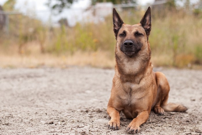 Belgian Malinois dog lying on gravel