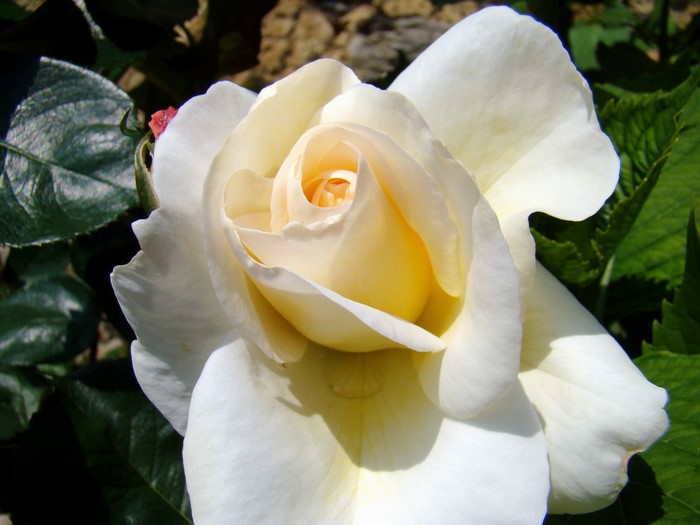 Close-up of a white and yellow rose