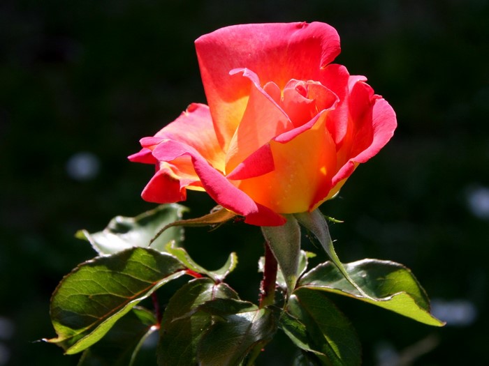 Close-up of a bi-colored rose with red and yellow petals