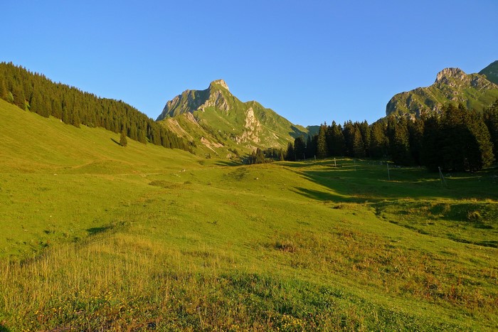 Green mountain valley with pine trees and clear blue sky