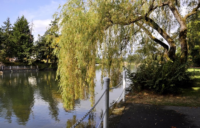 Weeping willow tree by a calm river with trees and a fence
