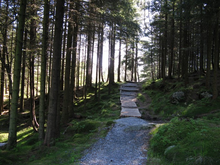 Wooden steps leading up a forest path