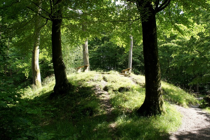 Sunlit forest clearing with benches on a hill