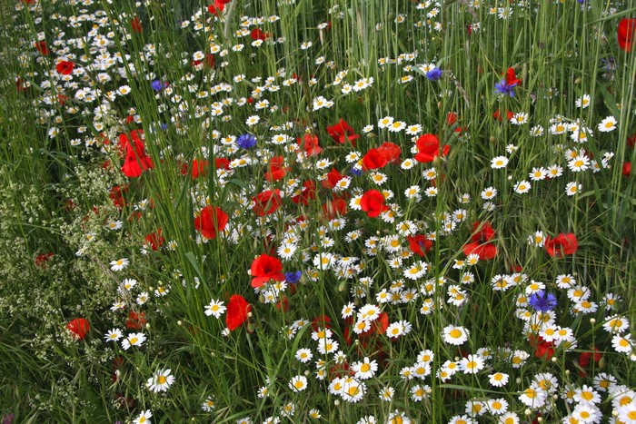 Field of poppies, daisies, and cornflowers