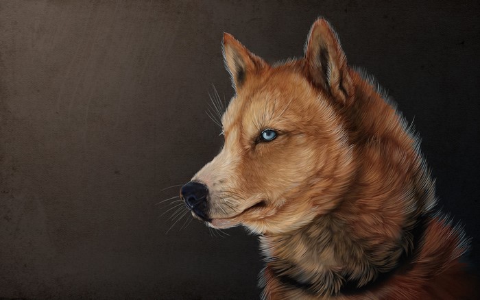 Close-up portrait of a husky dog