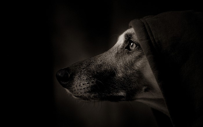 Dog wearing a hood on a black background