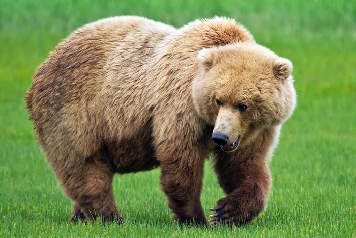 Brown bear walking on green grass