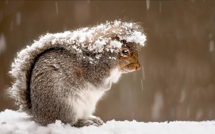 Squirrel covered in snow during snowfall