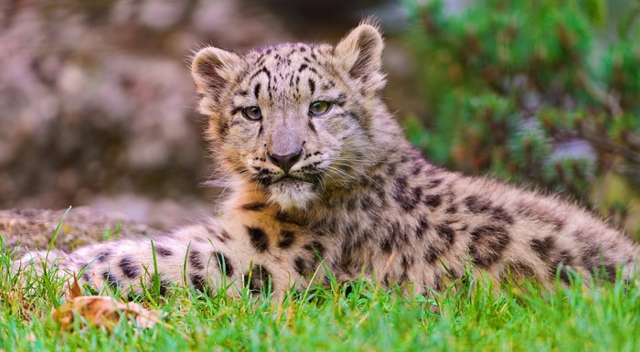 Snow leopard cub lying in grass