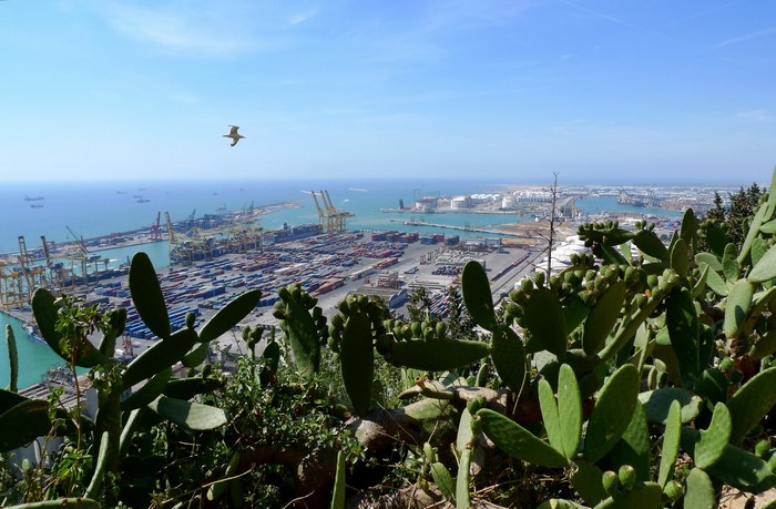 Barcelona Port with Cacti in Foreground