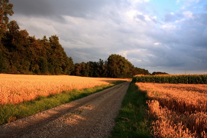 Dirt road through golden wheat fields and cornfield