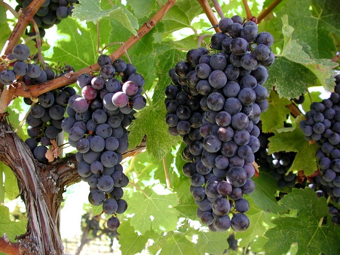 Bunches of dark purple grapes on a vine