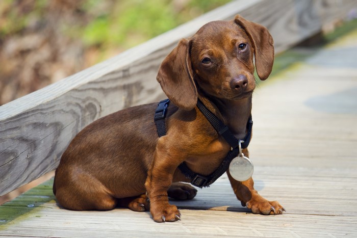 Brown Dachshund puppy wearing a harness