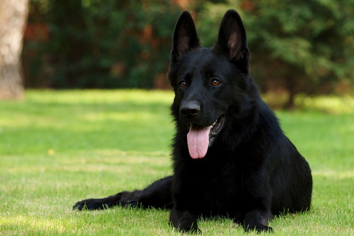 Black German Shepherd lying on grass