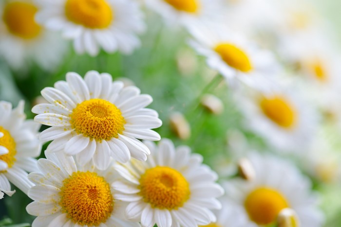 Close-up of white camomiles with yellow centers