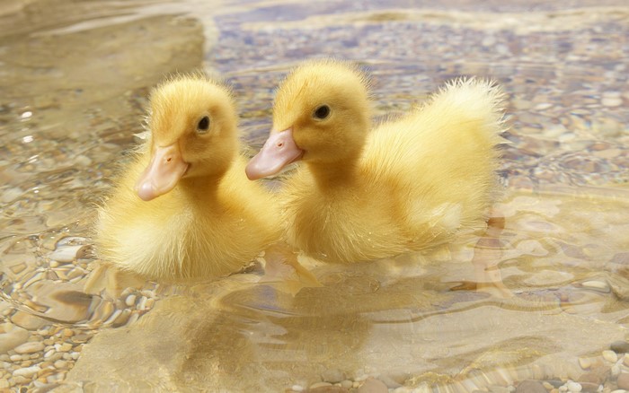 Two yellow ducklings swimming in shallow water