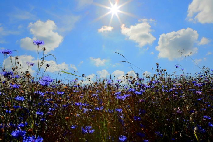 Field of blue cornflowers under a sunny sky