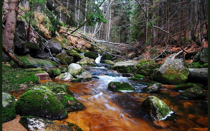 Forest stream with mossy rocks and fallen trees
