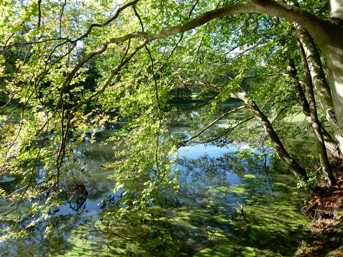 Trees over a pond with green algae