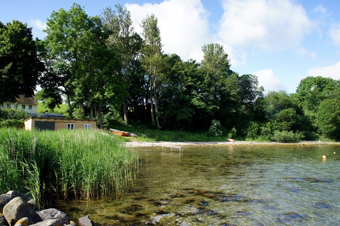 Beach with reeds, trees, and a building