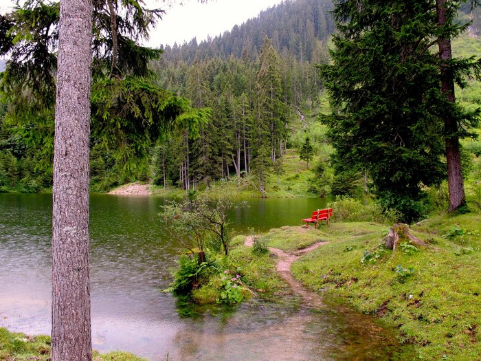 Red bench by a lake in a forest