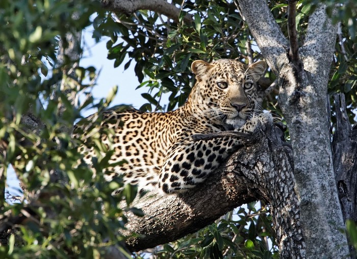 Leopard resting on a tree branch