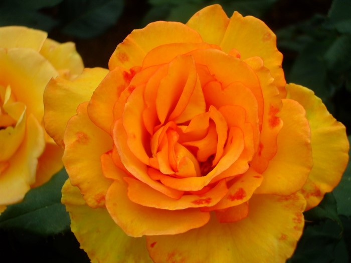 Close-up of an orange and yellow rose