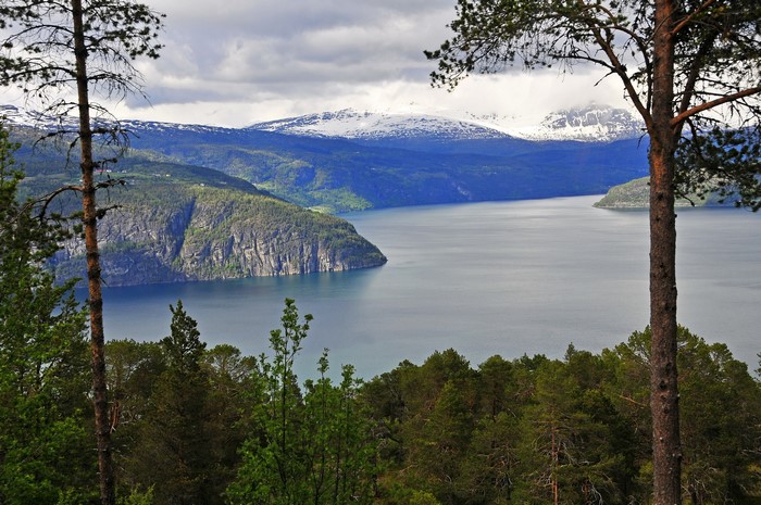 Fjord with snow-capped mountains and trees