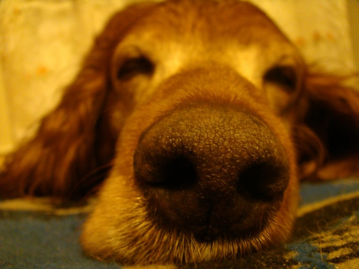 Close-up of an Irish Setter's nose