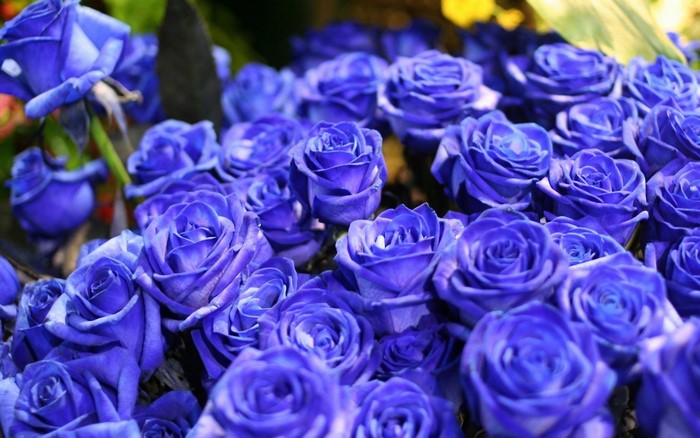 A bouquet of vibrant blue roses