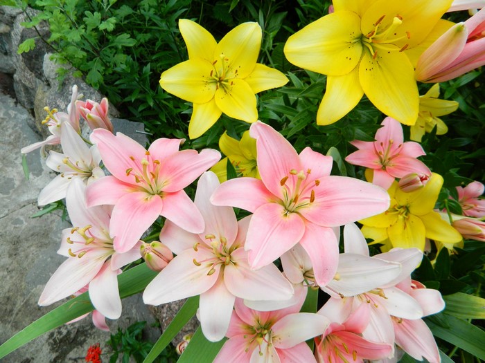 Pink and yellow lilies in a garden