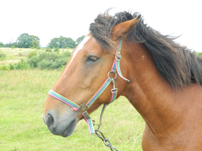 Brown horse with a rainbow halter in a field