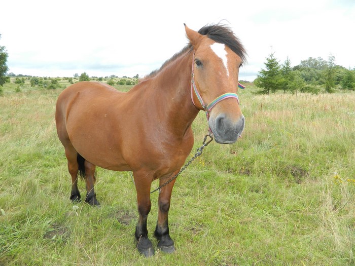 Brown horse with white blaze in a field