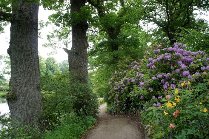 Park path with large trees and flowering bushes
