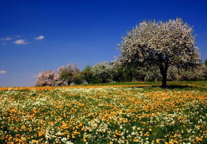 Field of flowers with blooming trees under blue sky